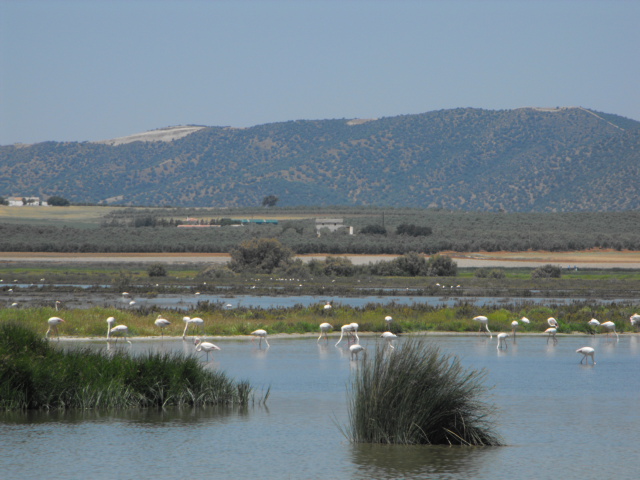Wild flamingos at Laguna Fuente de Piedra