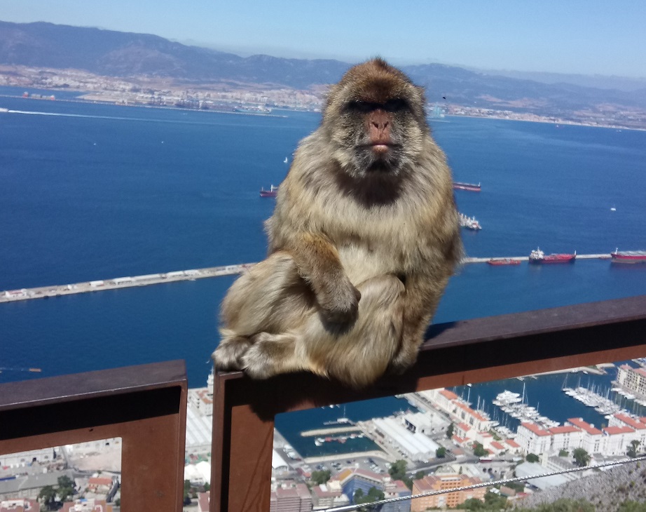 Monkeys at Gibraltar