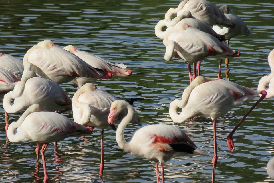 Flamingos in Doñana National Park