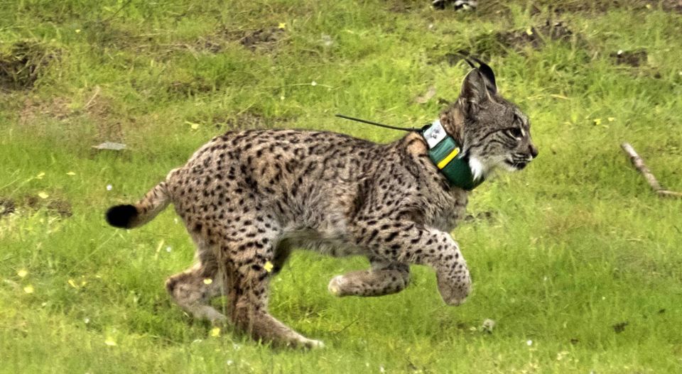 Endangered Iberian lynx with GPS transmitter