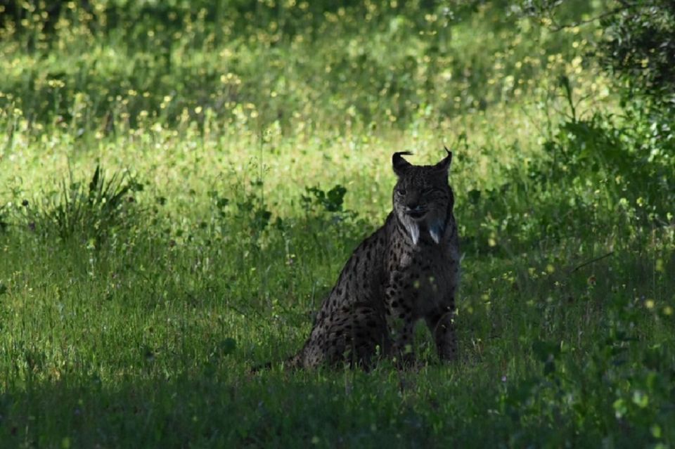 the endangered Iberian lynx