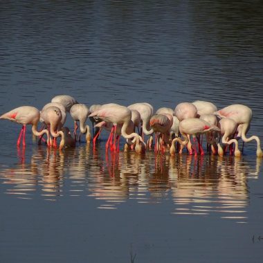 Wild Flamingos in their natural habitat