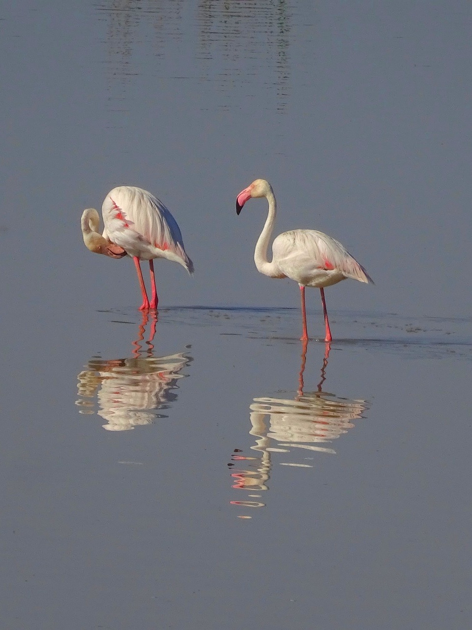 Flamingoes in their wind habitat in Laguna Fuente de Piedra, near Malaga