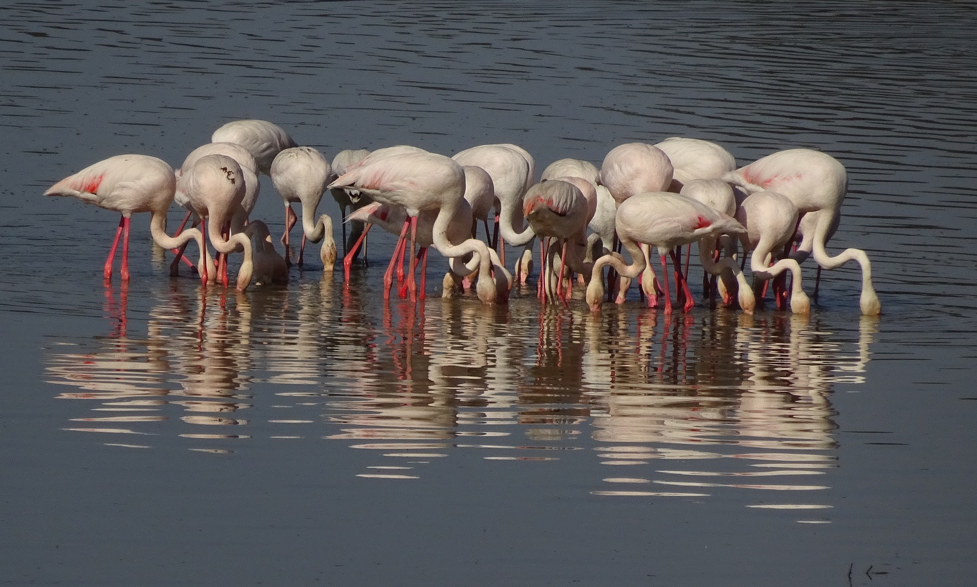 Flamingos in Laguna Fuente de Piedra