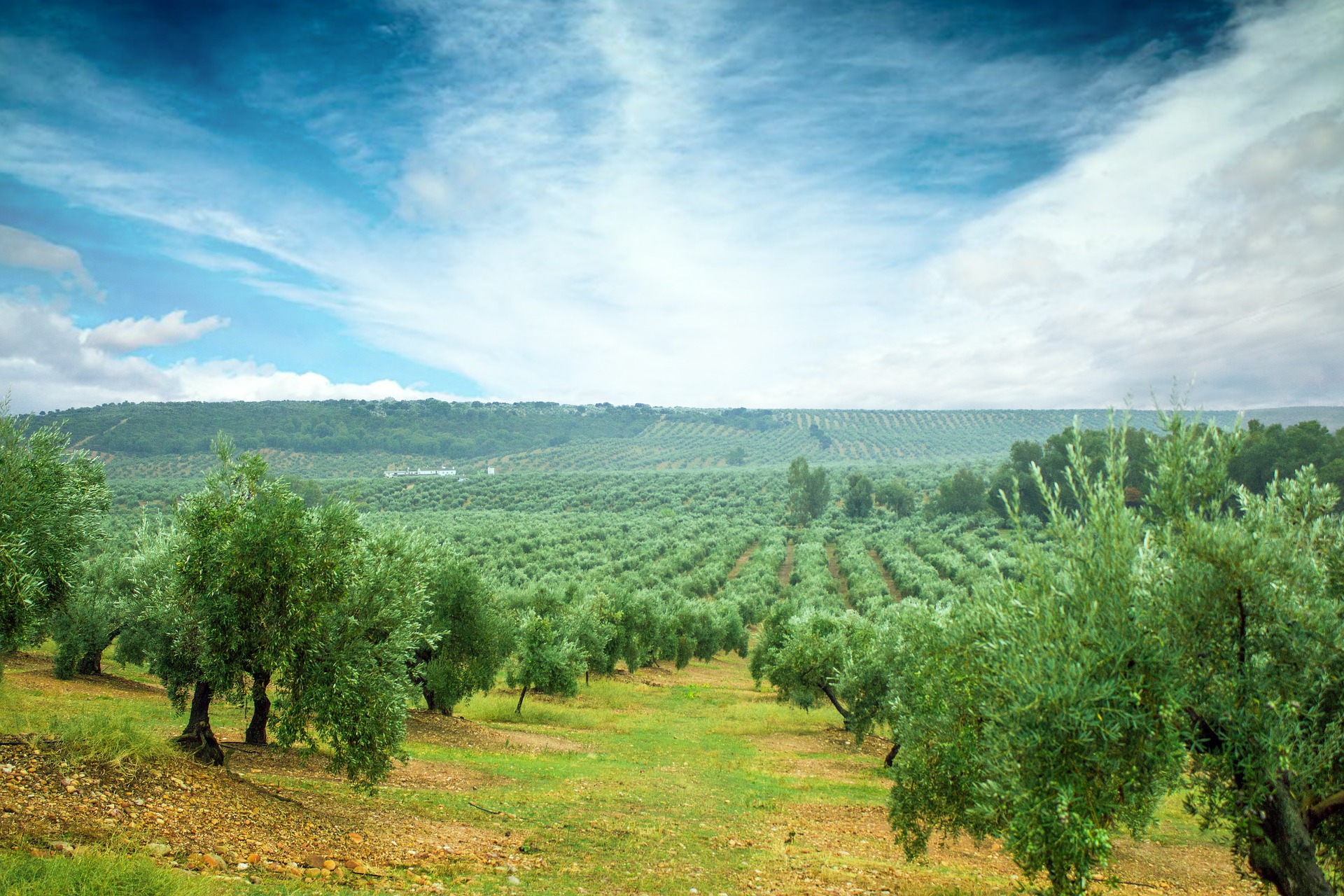 Endless olive groves by Zuheros